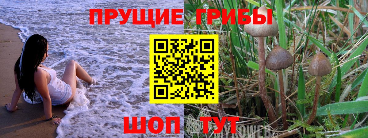 Псилоцибиновые грибы Psilocybe Сегежа